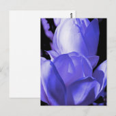 Blue Magnolia Briefkaart (Voorkant / Achterkant)