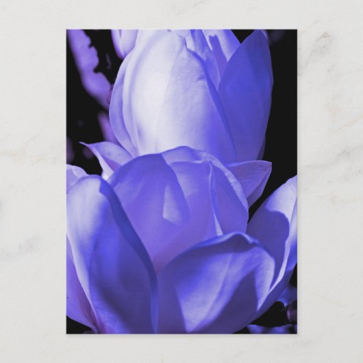 Blue Magnolia Briefkaart (Voorkant)