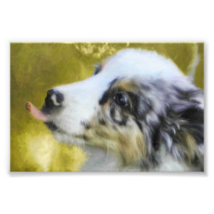 Blue Merle Australian Shepherd puppy 2 Foto Afdruk