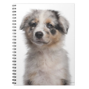 Blue Merle Australian Shepherd puppy close-up Notitieboek
