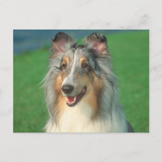 Blue Merle Collie Briefkaart (Voorkant)