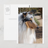 Blue Merle Collie Portrait Briefkaart (Voorkant / Achterkant)