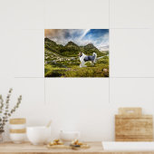 Blue Merle Collie Sheep herding in Highlands - Poster (Keuken)