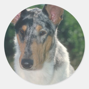 Blue Merle Collie Smooth Coat Ronde Sticker