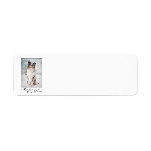 Blue Merle Sheltie kerstretour Address Labels (Voorkant)