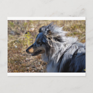 Blue Merle Shetland Sheepdog Briefkaart