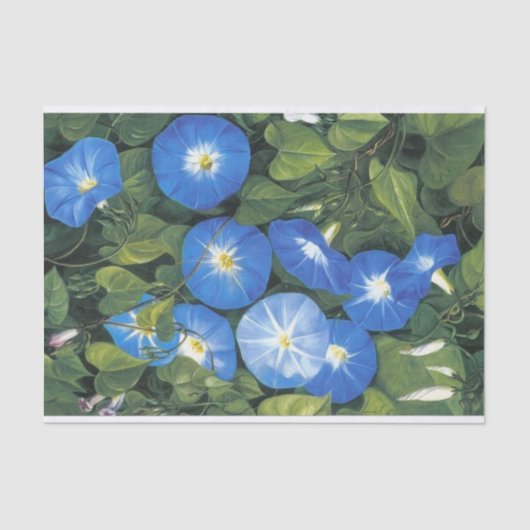 Blue Morning Glory door Marianne North Tissuepapier (Voorkant)