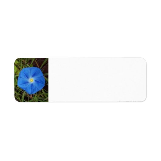 Blue Morning Glory Flower Label (Voorkant)