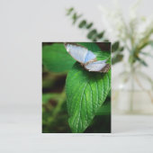 Blue Morpho 112 Briefkaart (Staand voorkant)