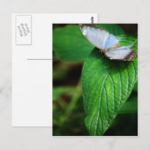 Blue Morpho 112 Briefkaart (Voorkant / Achterkant)