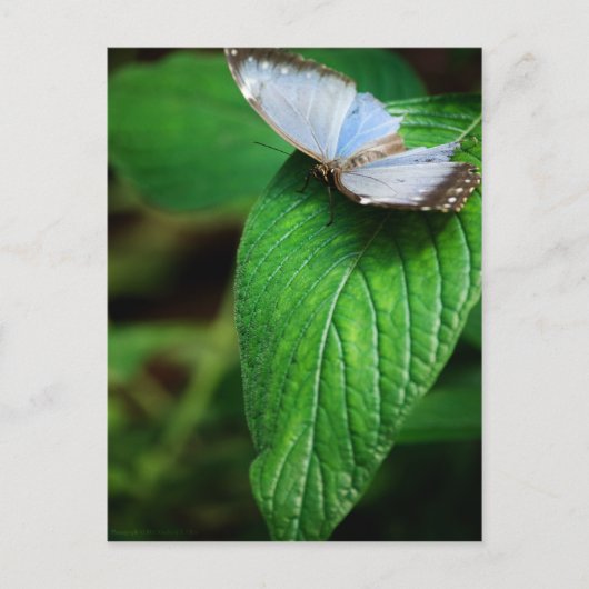 Blue Morpho 112 Briefkaart (Voorkant)