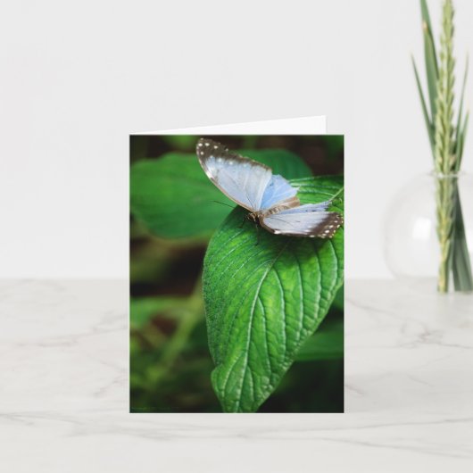 Blue Morpho 112 Kaart (Voorkant)