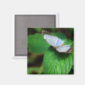 Blue Morpho 112 Magnet Magneet (Voorkant / Achterkant)
