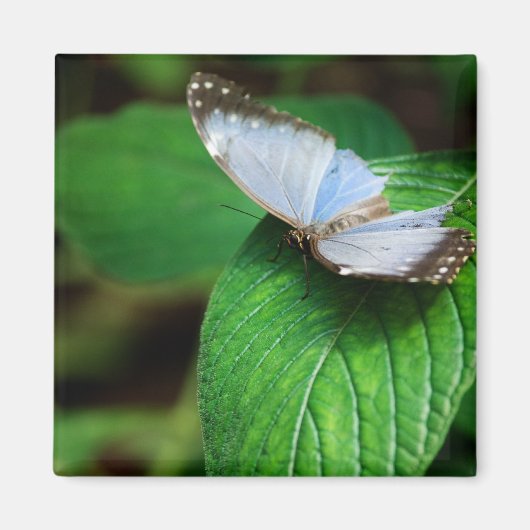 Blue Morpho 112 Magnet Magneet (Voorkant)
