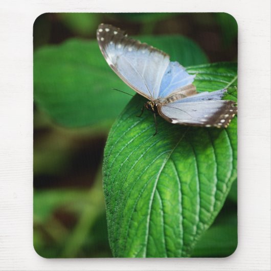 Blue Morpho 112 Mousepad Muismat (Voorkant)