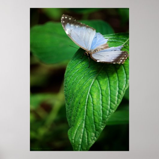Blue Morpho 112 Print (Voorkant)