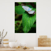 Blue Morpho 112 Print (Keuken)