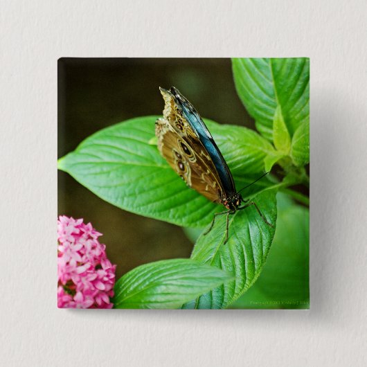 Blue Morpho 143 Button (Voorkant)