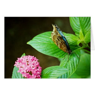 Blue Morpho 143 Kaart