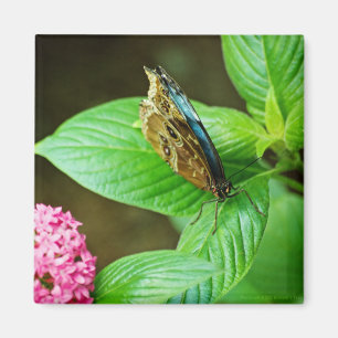 Blue Morpho 143 Magnet Magneet