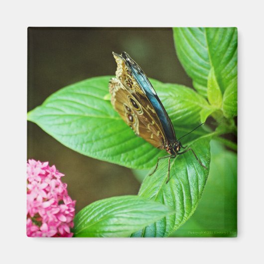 Blue Morpho 143 Magnet Magneet (Voorkant)