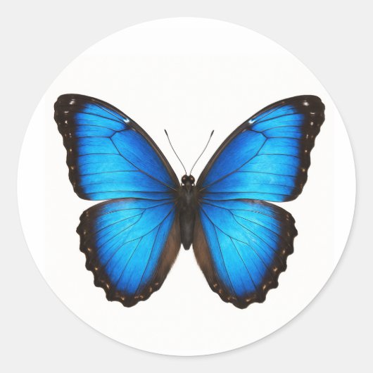 Blue Morpho Brilliance Ronde Sticker (Voorkant)