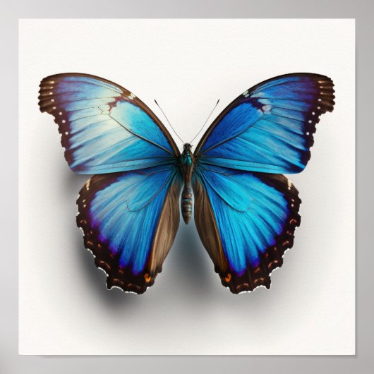Blue Morpho Butterfly Art Print Poster (Voorkant)