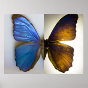 Blue Morpho Butterfly beide zijden Poster