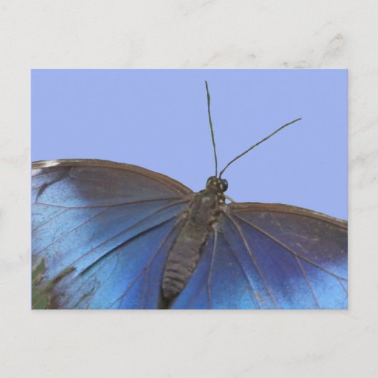 Blue Morpho Butterfly DIY Briefkaart (Voorkant)