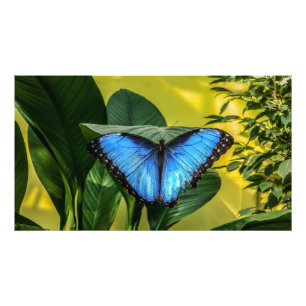 Blue Morpho Butterfly Floral Natuur Art Foto Afdruk
