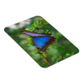 Blue Morpho Butterfly Magneet (Rechterzijde)