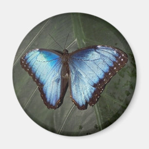 Blue Morpho Butterfly magnet Magneet