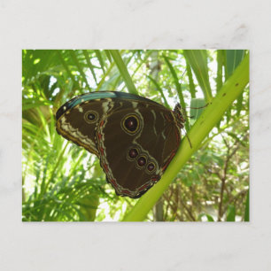 Blue Morpho Butterfly Natuur Fotografie Briefkaart