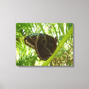 Blue Morpho Butterfly Natuur Fotografie Canvas Afdruk