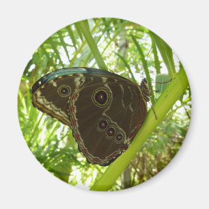 Blue Morpho Butterfly Natuur Fotografie Magneet