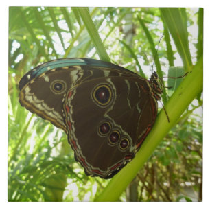 Blue Morpho Butterfly Natuur Fotografie Tegeltje