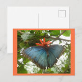 Blue Morpho Butterfly op Flower DIY Briefkaart (Voorkant / Achterkant)