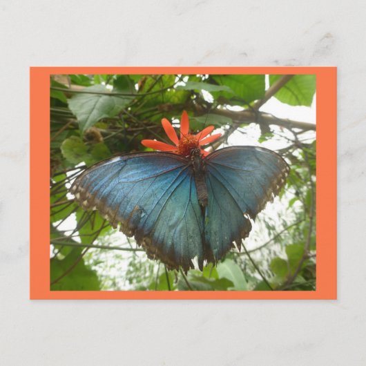 Blue Morpho Butterfly op Flower DIY Briefkaart (Voorkant)