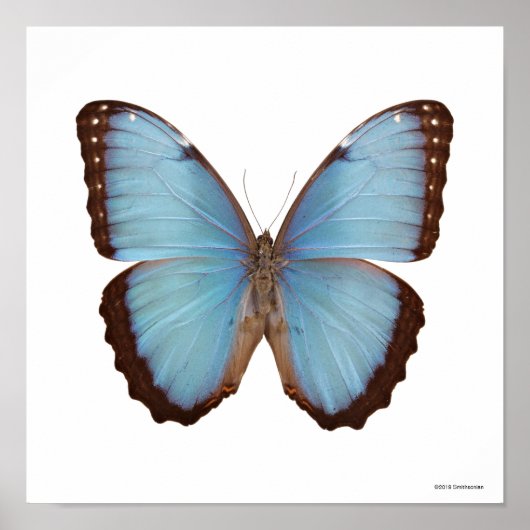 Blue Morpho Butterfly Poster (Voorkant)