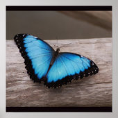 Blue Morpho Butterfly Poster (Voorkant)