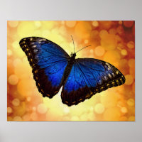 Blue Morpho Butterfly