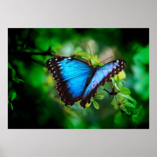 Blue Morpho Butterfly Poster (Voorkant)