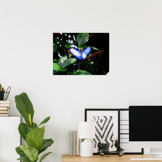 Blue Morpho Butterfly Poster (Thuiskantoor)