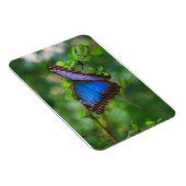 Blue Morpho Butterfly Premium Magnet Magneet (Rechterzijde)