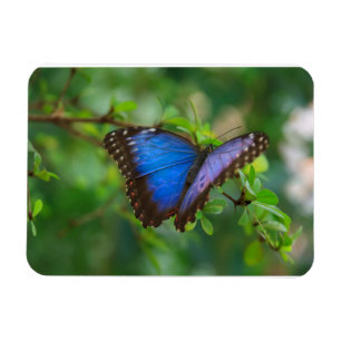 Blue Morpho Butterfly Premium Magnet Magneet