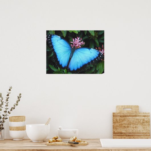 Blue Morpho Butterfly Print (Keuken)