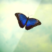 Blue Morpho Butterfly  Raamsticker (Vel 3)