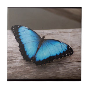 Blue Morpho Butterfly Tegeltje