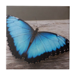 Blue Morpho Butterfly Tegeltje