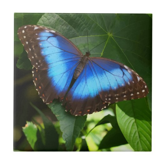 Blue Morpho Butterfly Tegeltje (Voorkant)